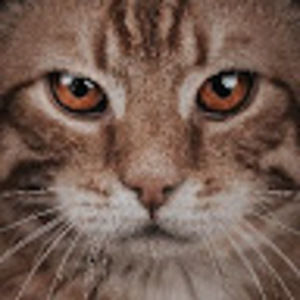 Meet your Posher, Inge